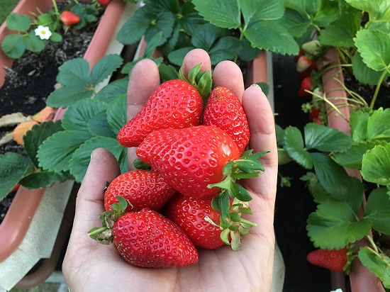 f:id:mata1:20190618154950j:plain