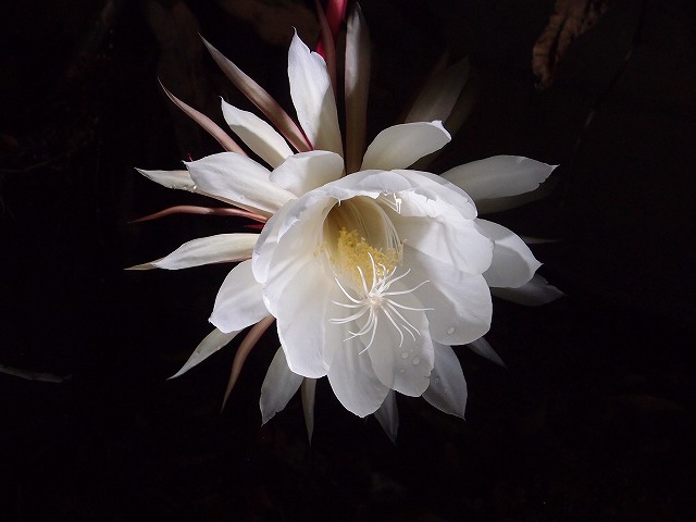 f:id:mata1:20191028163858j:plain