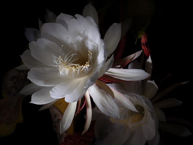 f:id:mata1:20191028164108j:plain