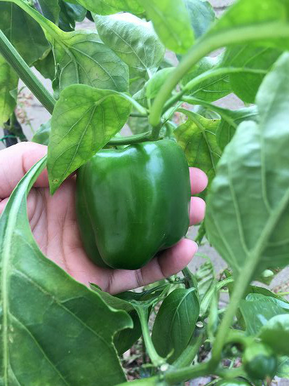 f:id:mata1:20191028164635j:plain