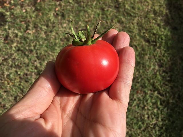 f:id:mata1:20191202173416j:plain f:id:mata1:20191202173416j:plain