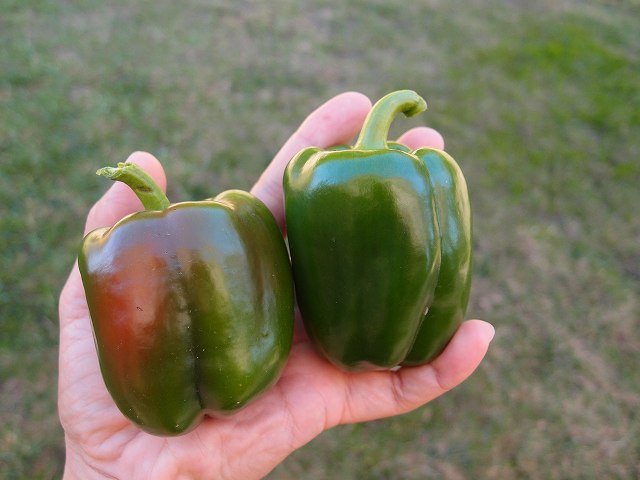 f:id:mata1:20191202173545j:plain f:id:mata1:20191202173545j:plain