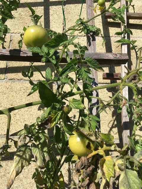 f:id:mata1:20200403010122j:plain