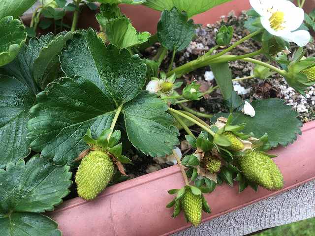 f:id:mata1:20200407160850j:plain