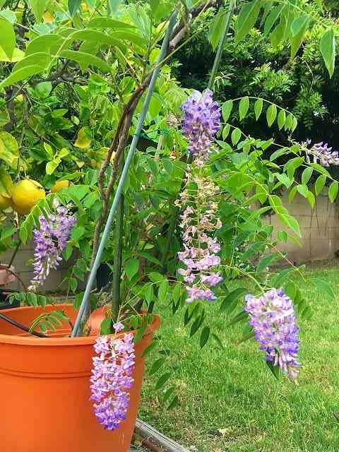 f:id:mata1:20200506000939j:plain