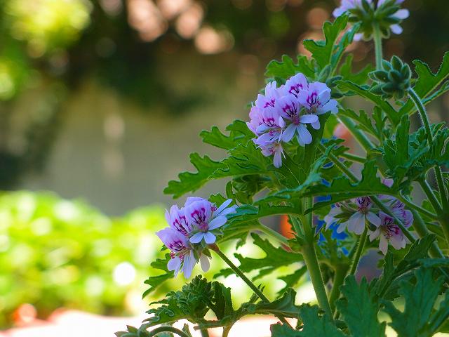 f:id:mata1:20200506161624j:plain