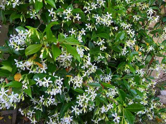 f:id:mata1:20200506161700j:plain