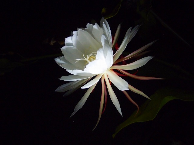 f:id:mata1:20200726164542j:plain