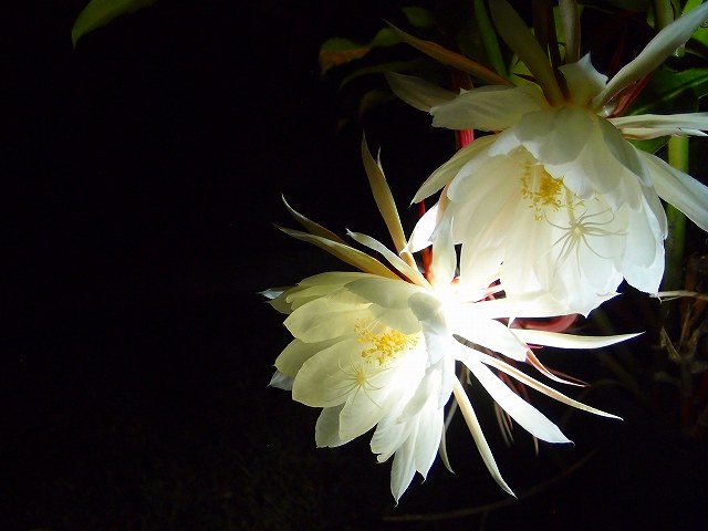 f:id:mata1:20200726164548j:plain