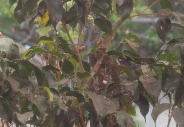 f:id:mata1:20210328101223j:plain