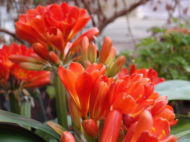 藤の挿し木に成功 庭のこと あれやこれや 模型じかけのオレンジ 藤の挿し木に成功 庭のこと あれやこれや 模型じかけのオレンジ