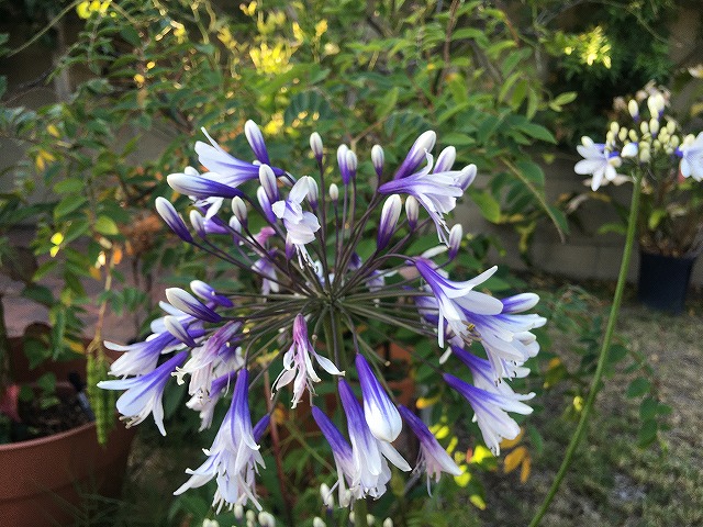 f:id:mata1:20210707172353j:plain