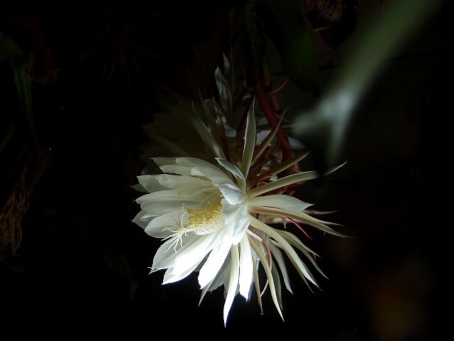 f:id:mata1:20210723162456j:plain