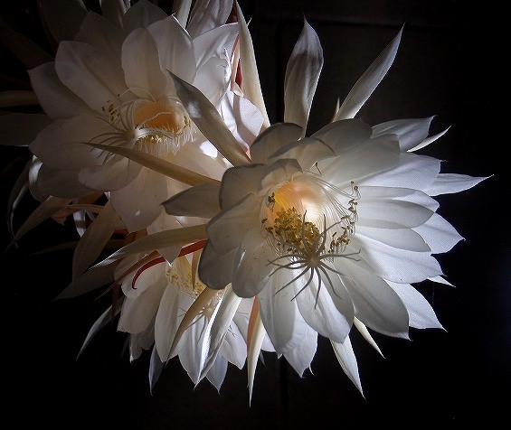 f:id:mata1:20210723162502j:plain