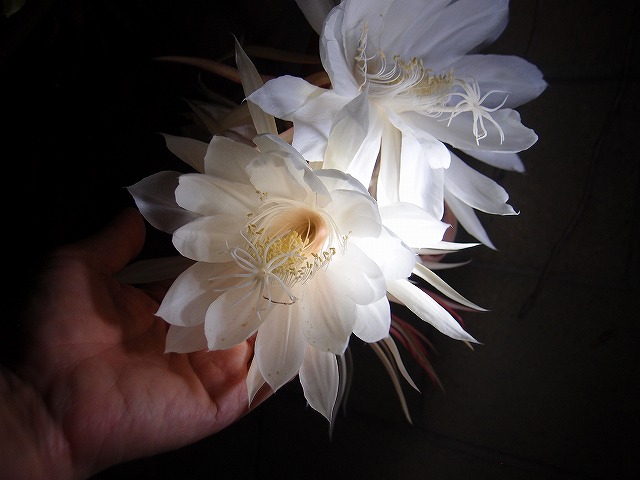 f:id:mata1:20210723162510j:plain