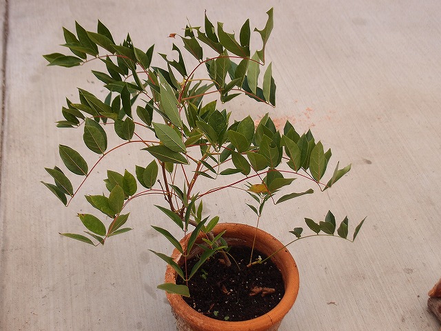 f:id:mata1:20210907102148j:plain