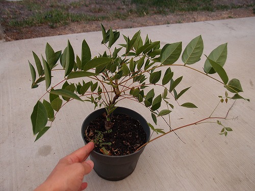 f:id:mata1:20210907102204j:plain