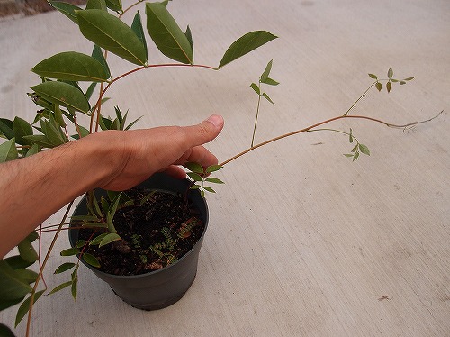 f:id:mata1:20210907102244j:plain