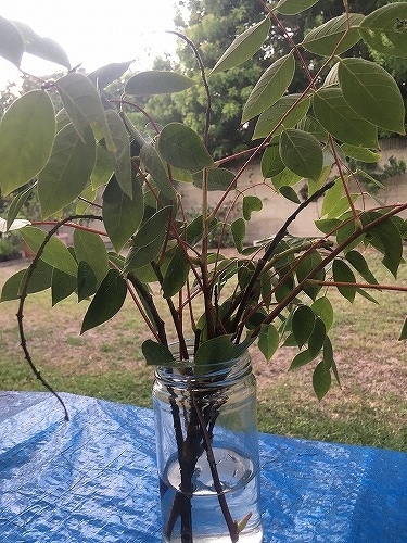 f:id:mata1:20210907102641j:plain