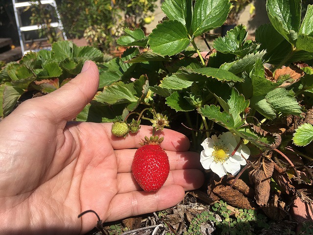 f:id:mata1:20210927115458j:plain