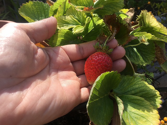 f:id:mata1:20210927115500j:plain