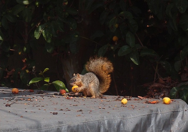 f:id:mata1:20210927115512j:plain