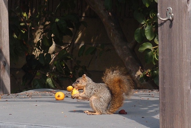 f:id:mata1:20210927115515j:plain