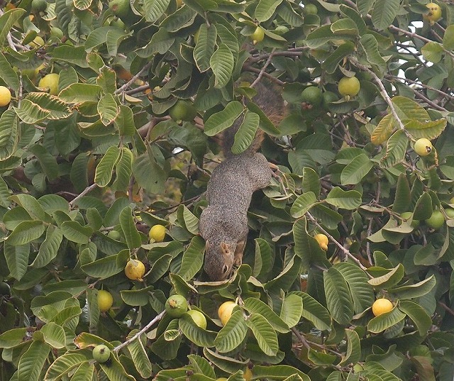 f:id:mata1:20210927115518j:plain