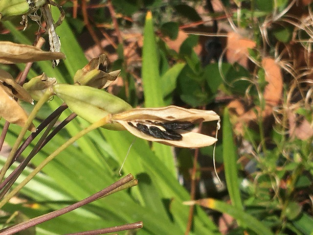 f:id:mata1:20210927115521j:plain