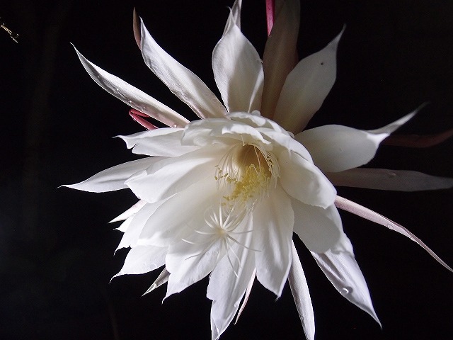 今年も咲きました 月下美人 Queen Of The Night オレンジ家の裏庭だより 模型じかけのオレンジ