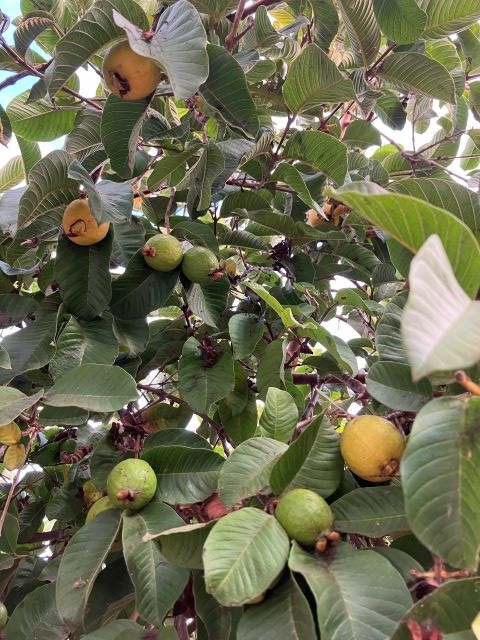 新鮮なグアバ20キロ美味しくてカリカリです。中身大丈夫です。 グァバ