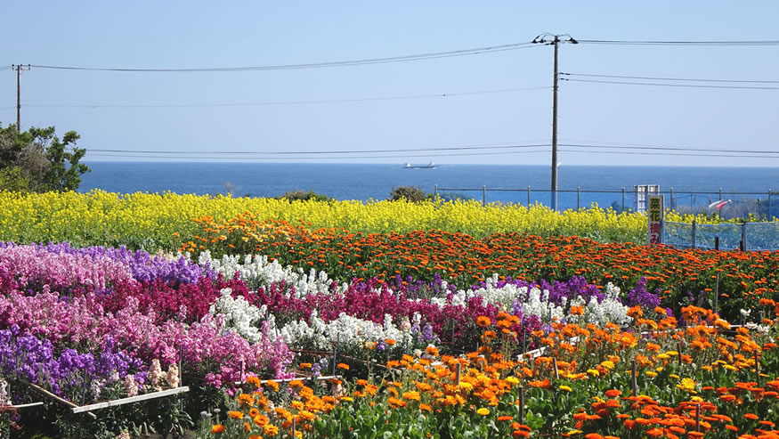 南房総 白間津の花畑 南房総移住日記ブログ 音楽ecmjazzと畑と