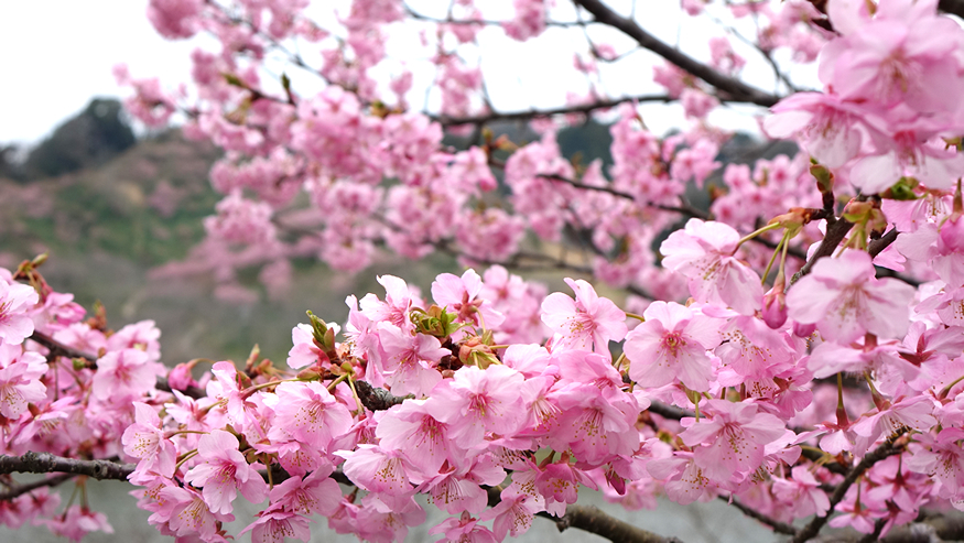 f:id:matakun_1007:20190228193055j:plain
