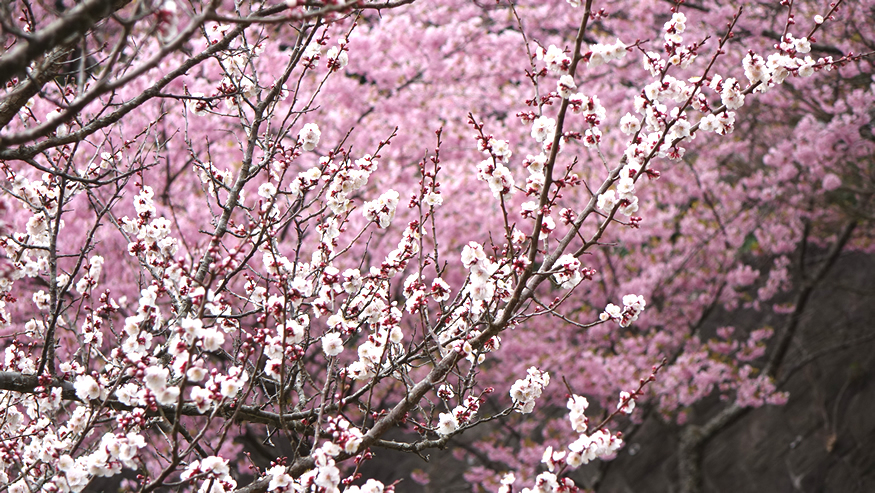 f:id:matakun_1007:20190228193124j:plain