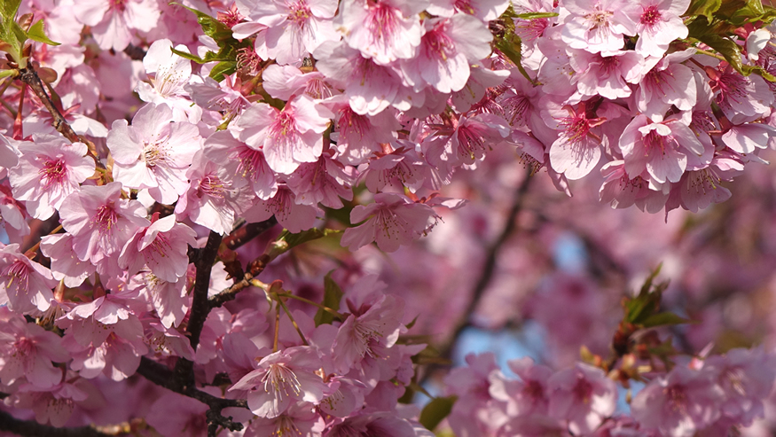 f:id:matakun_1007:20190303174233j:plain