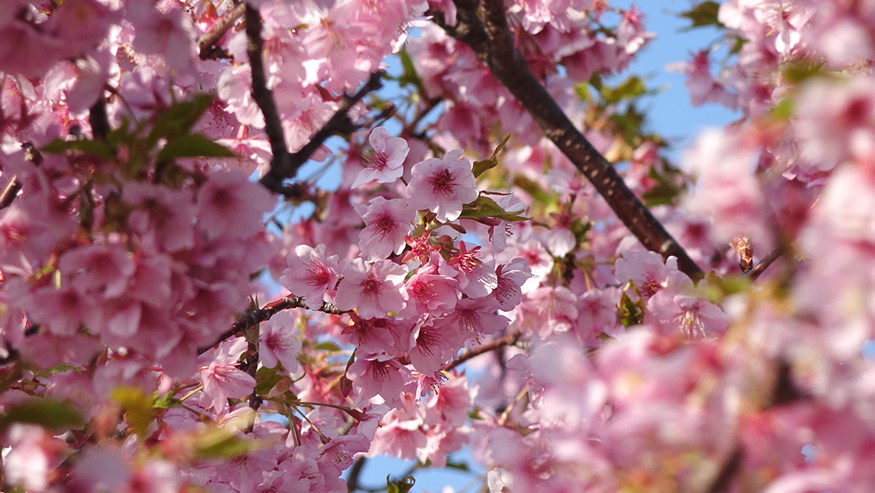 f:id:matakun_1007:20190303174250j:plain