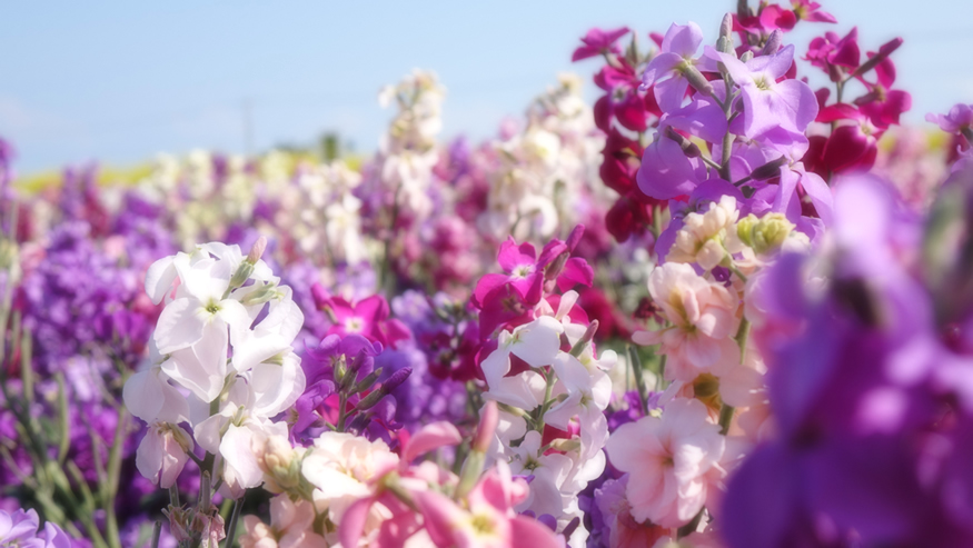 f:id:matakun_1007:20190316175757j:plain