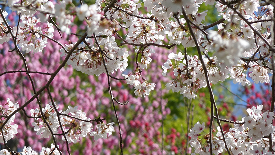 f:id:matakun_1007:20190405173644j:plain