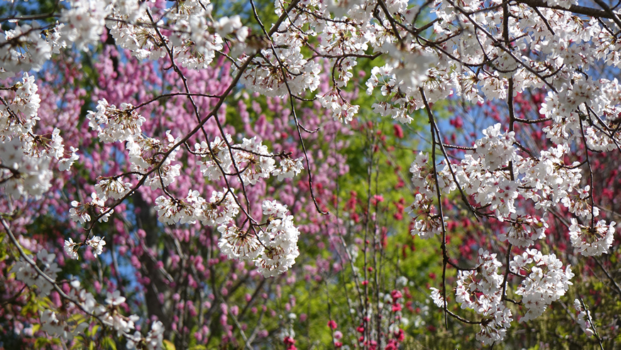 f:id:matakun_1007:20190405173654j:plain