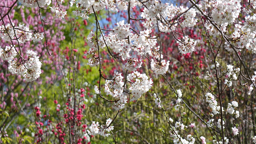 f:id:matakun_1007:20190405173702j:plain