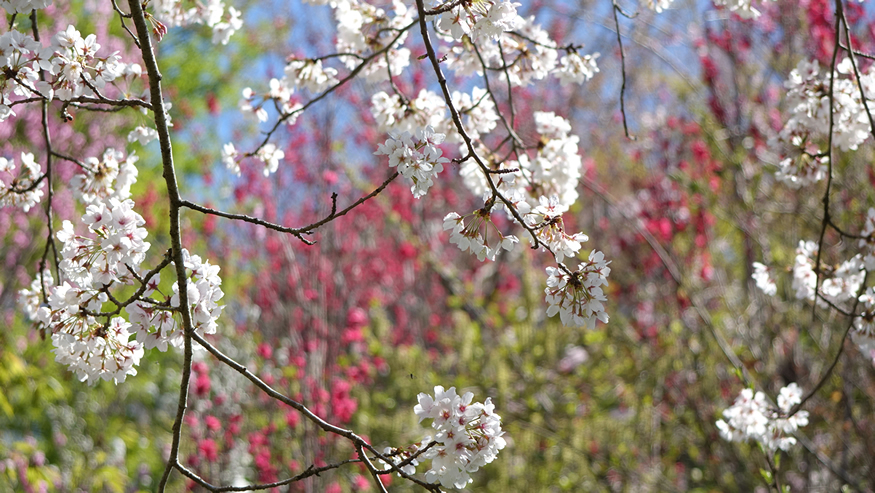 f:id:matakun_1007:20190405173712j:plain