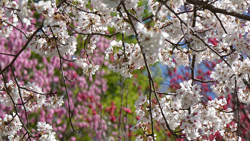 f:id:matakun_1007:20190405173720j:plain