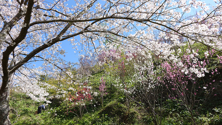 f:id:matakun_1007:20190405173730j:plain