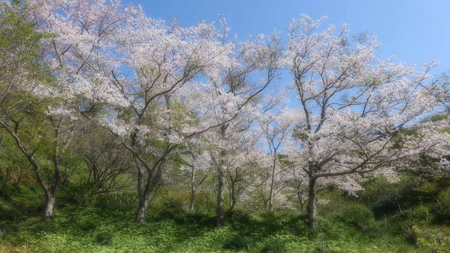 f:id:matakun_1007:20190411184251j:plain