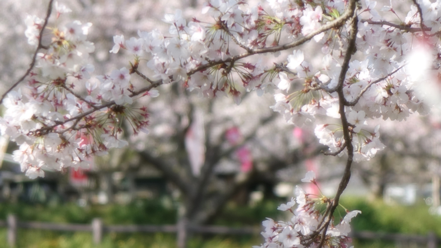 f:id:matakun_1007:20190411184309j:plain