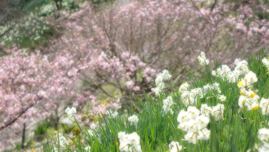 f:id:matakun_1007:20200206182547j:plain