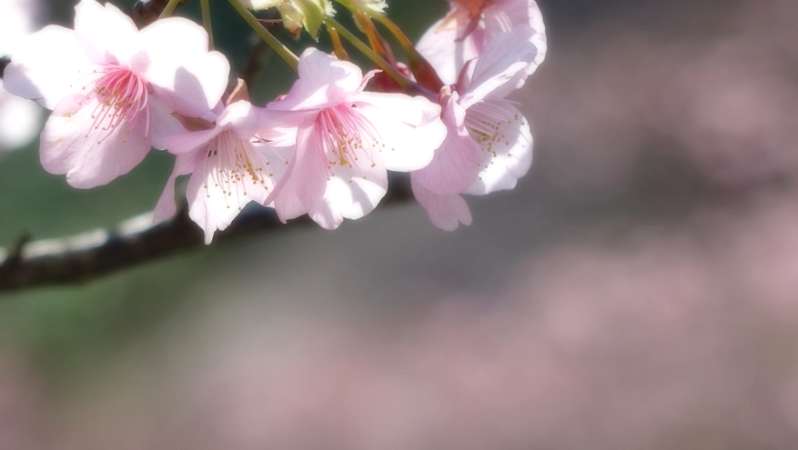 f:id:matakun_1007:20200206182616j:plain