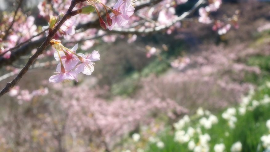 f:id:matakun_1007:20200206182635j:plain