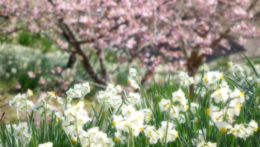 f:id:matakun_1007:20200206184147j:plain