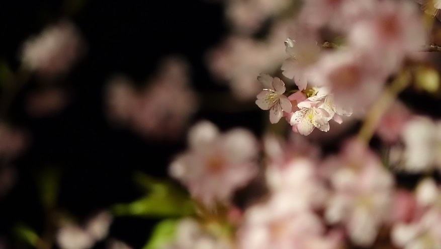 f:id:matakun_1007:20200222161433j:plain